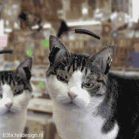 Housecat